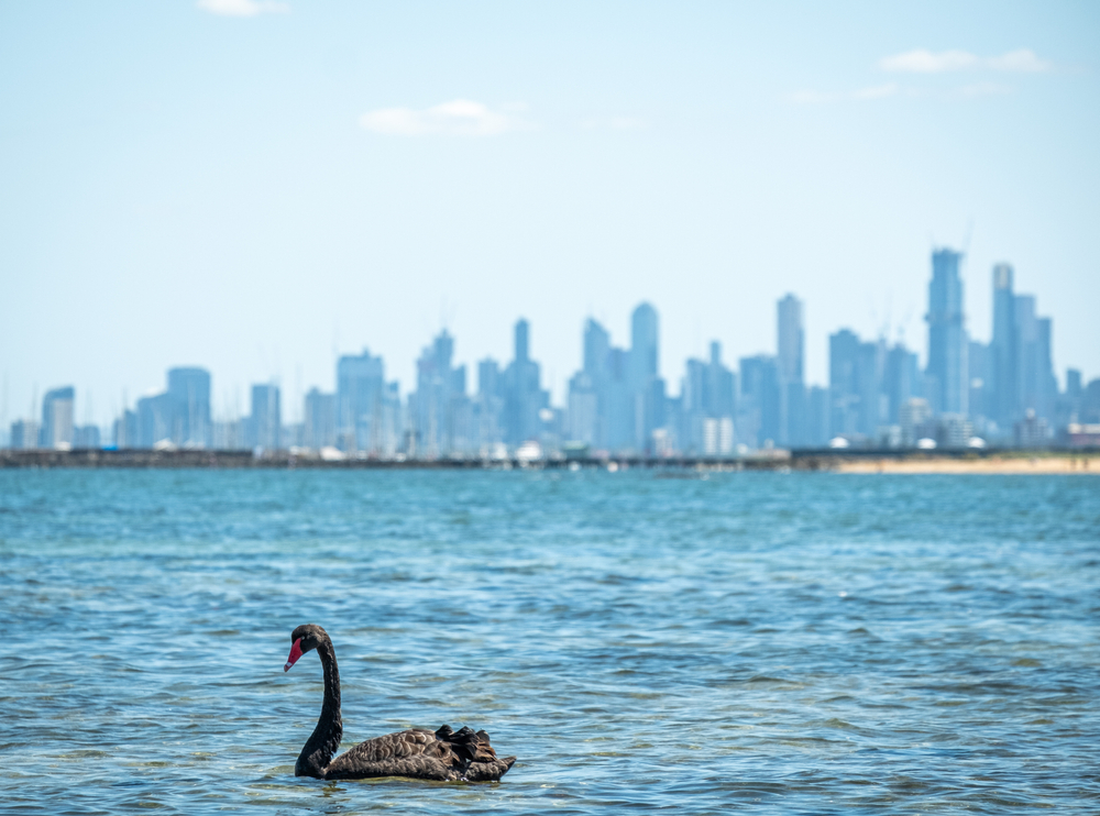 Black swan in water in front of skyscrapers